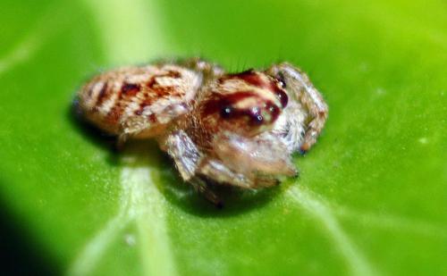 Macaroeris nidicolens